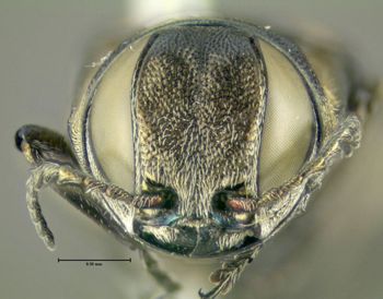 Media type: image;   Entomology 611735 Aspect: head frontal view